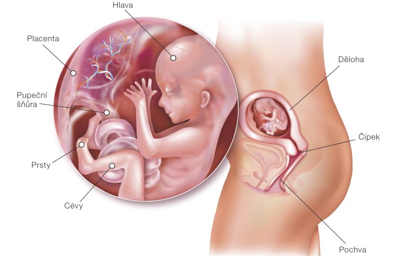 Fotografie (16. týždeň tehotenstva: Vývoj plodu a tehotenské zmeny)